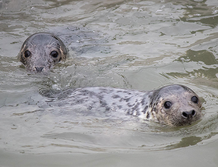 rescued grey seal pups from the 2015/16 season