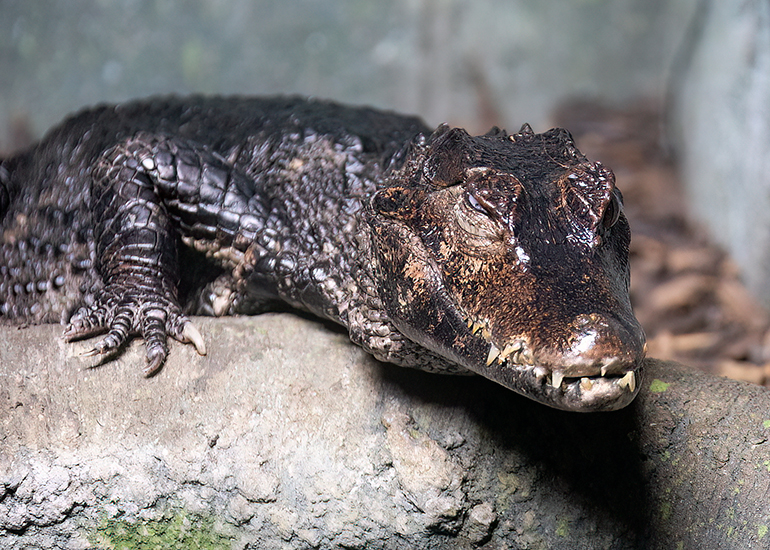 Cuvier's Dwarf Caimen Crocodiles