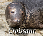 Croissant