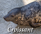 Croissant