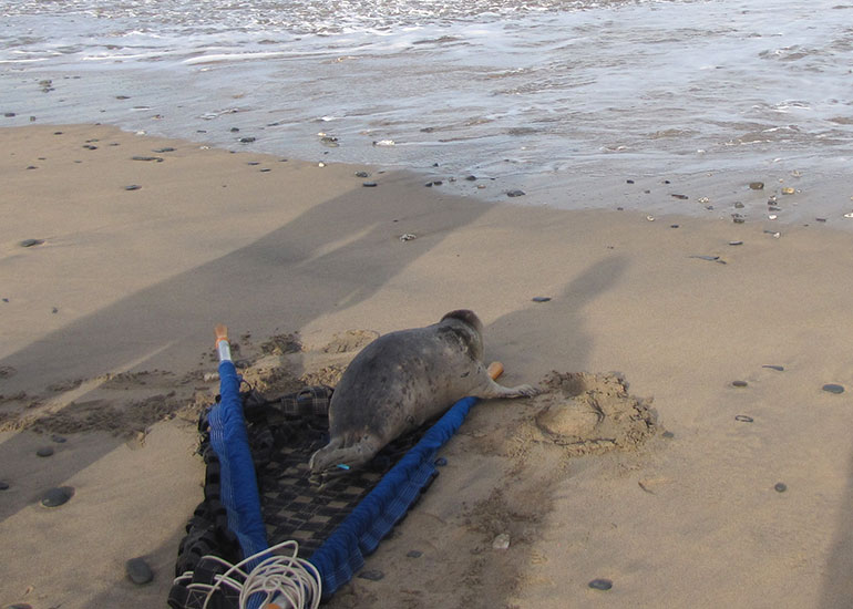 Seal Release - 6th July 2016