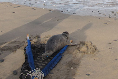 Seal Release on 6th June 2016