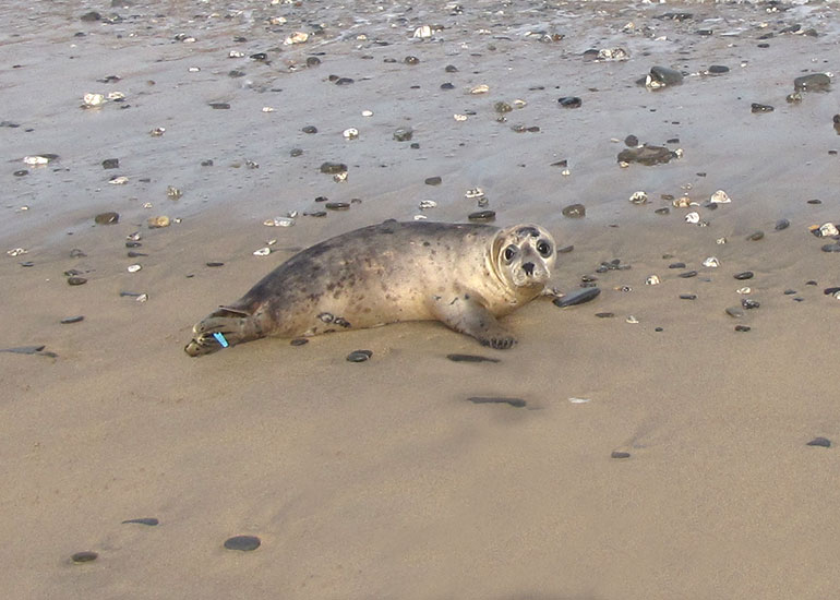 Seal Release - 6th July 2016