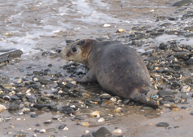 Seal Release - 6th July 2016