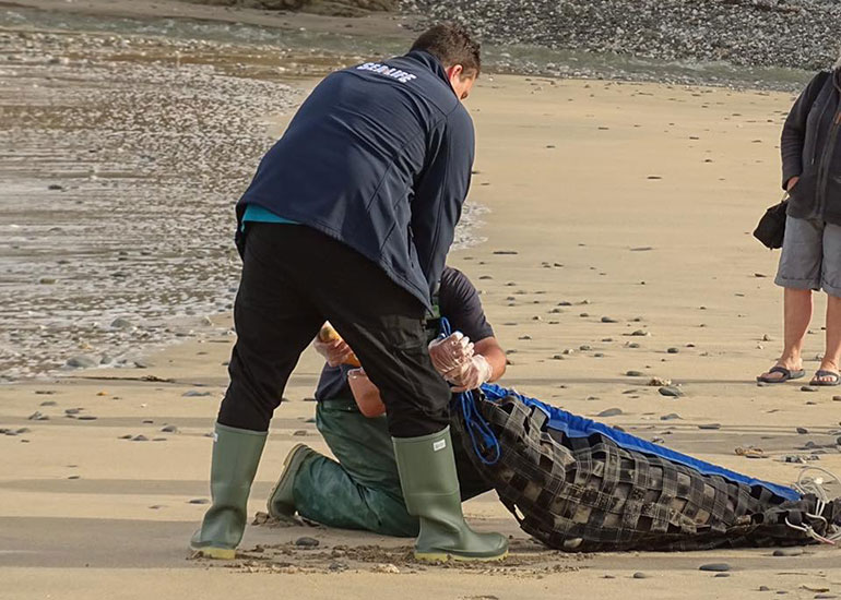 Seal Release - 6th July 2016