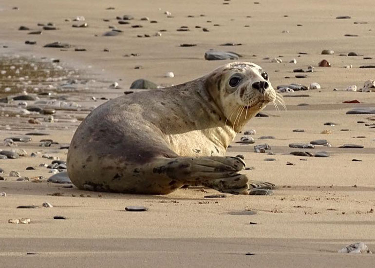 Seal Release - 6th July 2016
