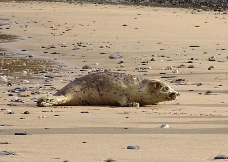 Seal Release - 6th July 2016