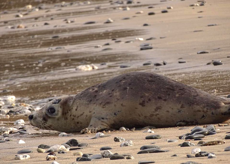 Seal Release - 6th July 2016