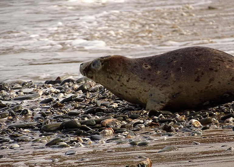 Seal Release - 6th July 2016