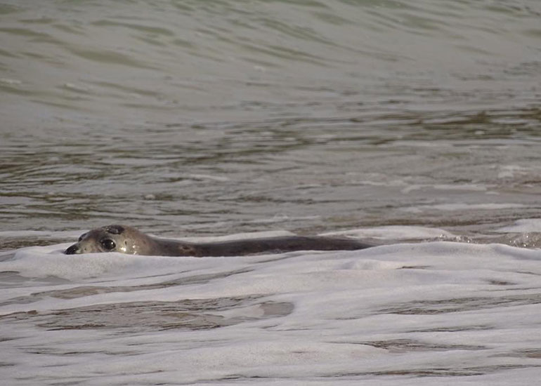 Seal Release - 6th July 2016