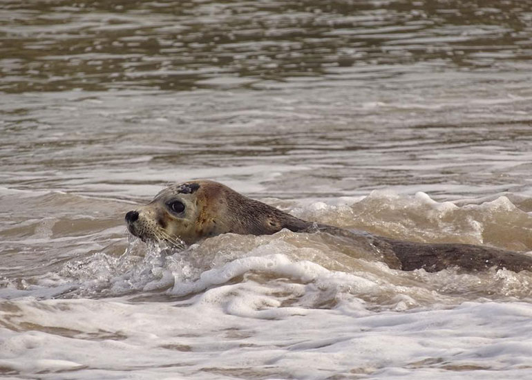 Seal Release - 6th July 2016