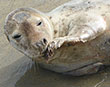 St Agnes Seal Release Marks 40 Years of Rescue