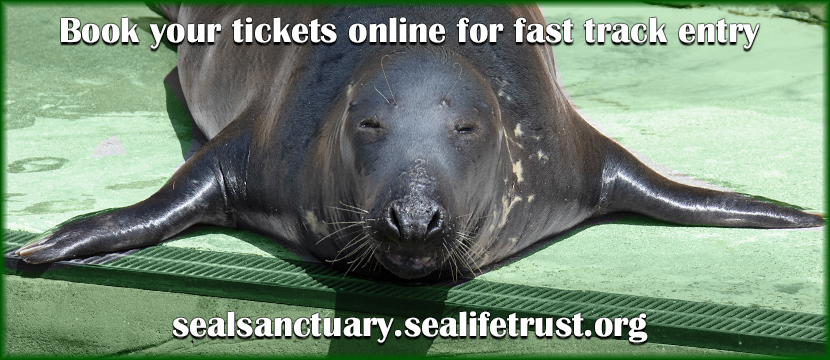 Cornish Seal Sanctuary