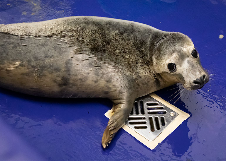 Cyndia Lauper, rescued seal pup