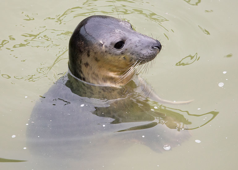 Cyndia Lauper, rescued seal pup