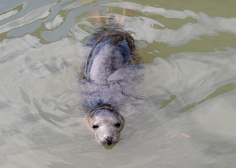 Cyndia Lauper, rescued seal pup