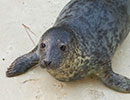 Daffy, a rescued grey seal pup from the 2014/15 season