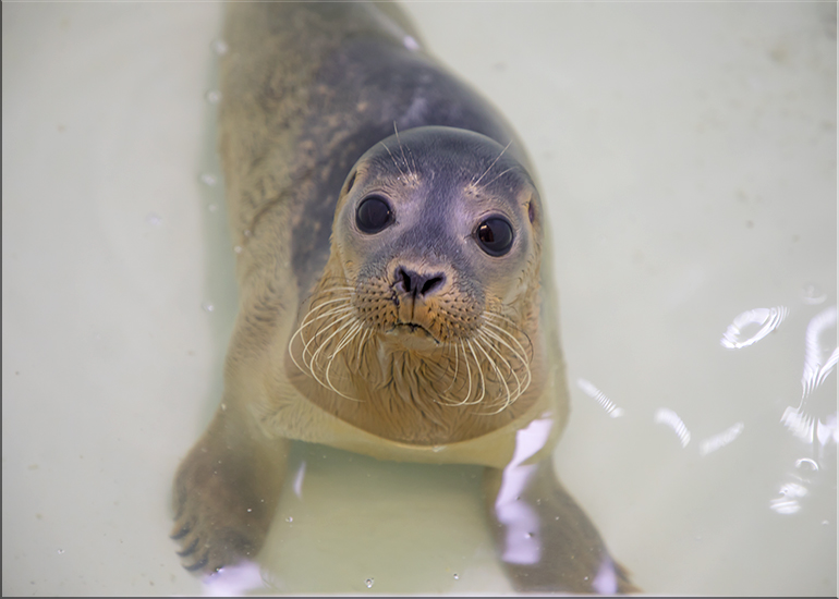 Daggernose - photo taken on 26th August 2017