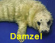 Damzel, a rescued grey seal pup from the 2017/18 season