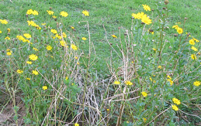 Conservation Blog
