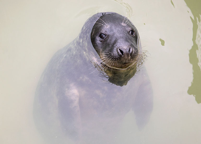 David Bowie, rescued seal pup