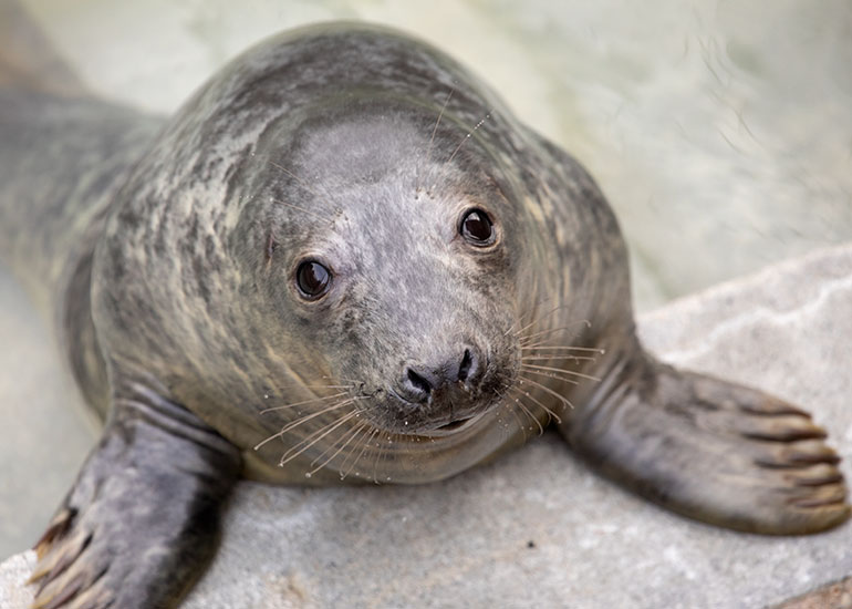 David Hasselhoff, rescued seal pup
