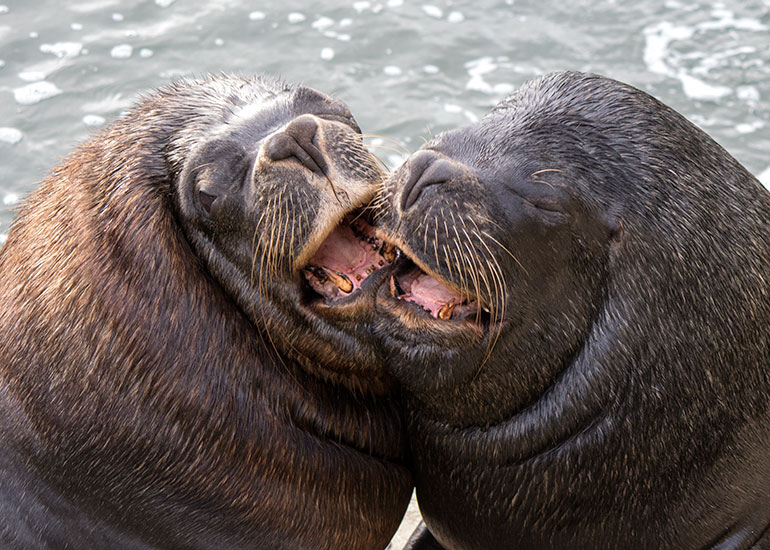 Diego and Noito - Resident Patagonian Sea Lions