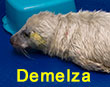 Demelza, a rescued grey seal pup from the 2017/18 season