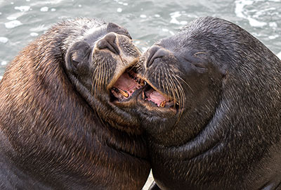 Patagonian Sea Lion