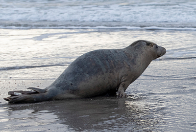 Dill - Seal Release - 3rd April 2023 - Photo Credit - Chris Webber