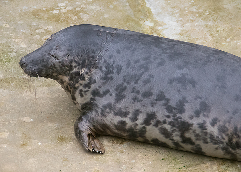 Dim Sum, rescued seal pup