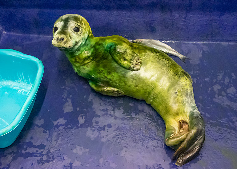 Dip Dab, rescued seal pup