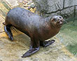 Sanctuary Staff saddened by death of Sea Lion - Dipsy