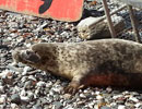 Seal Release - 24th May 2013