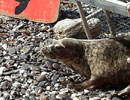 Seal Release - 24th May 2013