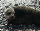Seal Release - 24th May 2013