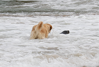 Dog chases seal into the seal