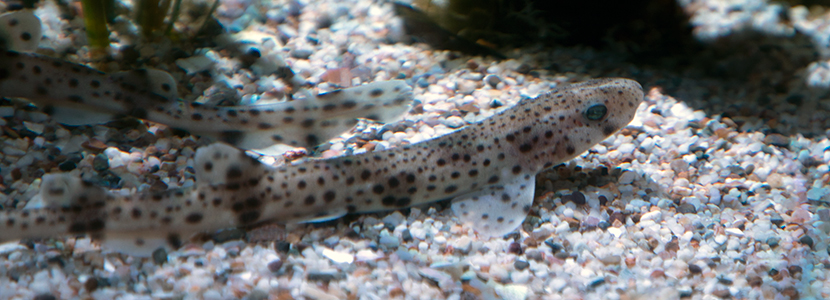 Dogfish pups