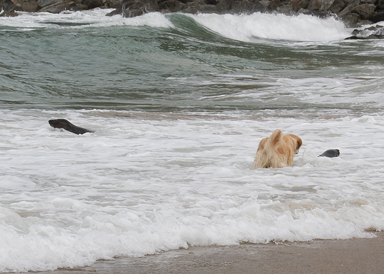 Dog chasing a seal