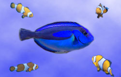 Find out about Dory and friends this Summer!