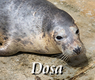 Dosa