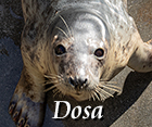 Dosa