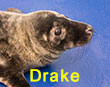 Drake, a rescued grey seal pup from the 2017/18 season