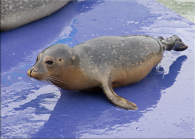 Dug - photo taken on 20th January 2018