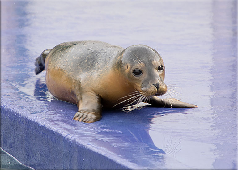 Dug - photo taken on 20th January 2018