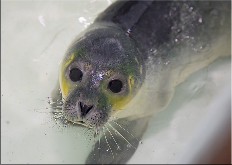 Dugong - photo taken on 14th July 2017