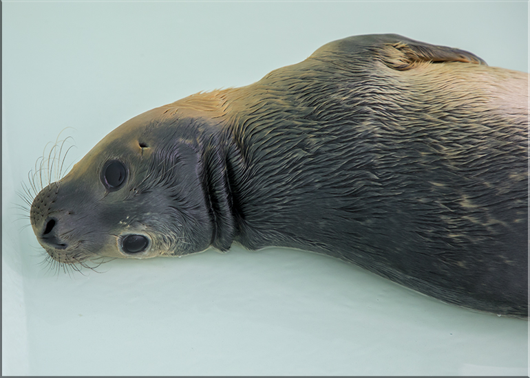 Dusky - photo taken on 7th July 2017