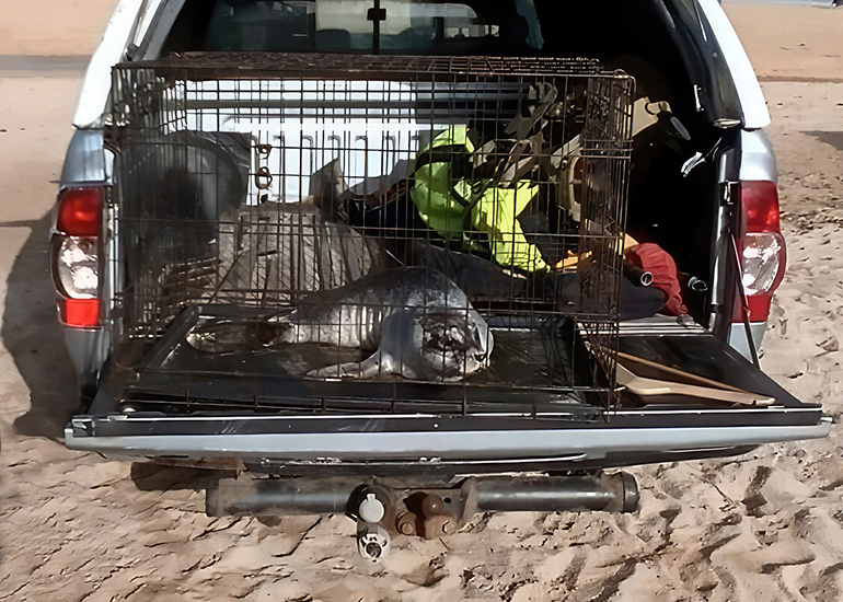 Safe Rescue Dwayne CORNISH SEAL SANCTUARY - SEA LIFE TRUST - Dwayne Johnson - 2023-24 Seal ...