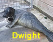 Dwight, a rescued grey seal pup from the 2017/18 season