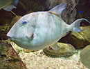 Trigger Fish